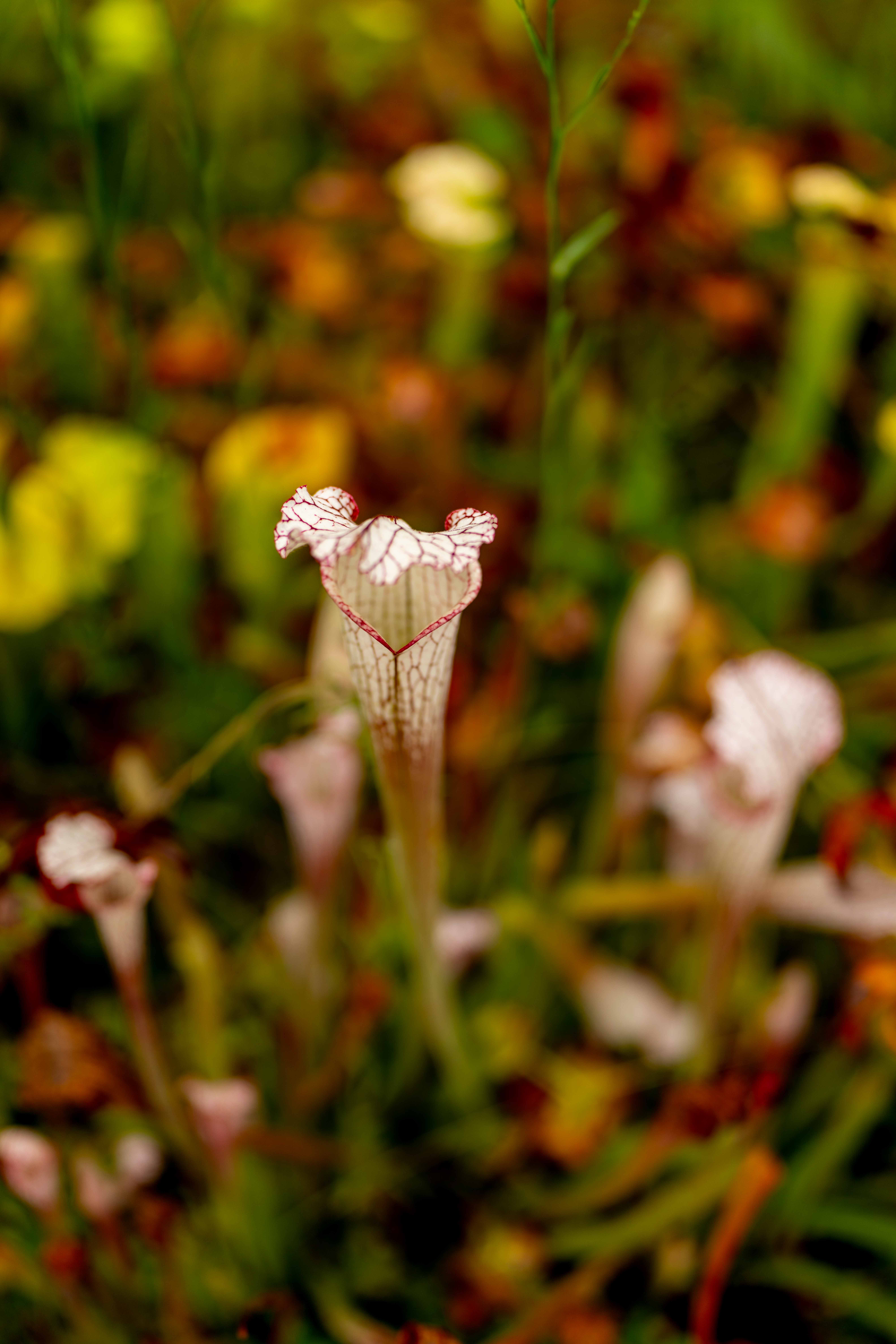 Photos from travel in Rome, Florence, Venice, Fall 2025.